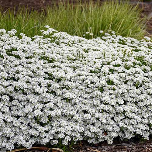Une image carrée de la touffe de bonbons « Alexander's White » poussant comme couvre-sol dans le jardin.