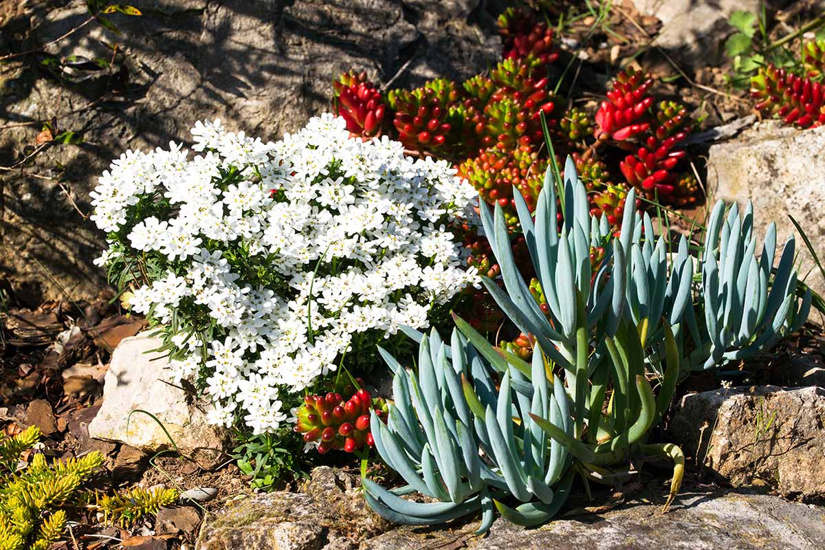 Une image horizontale en gros plan de candytuft dans un jardin de rocaille avec des plantes succulentes.