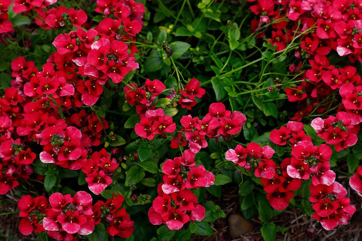 Une image horizontale en gros plan de fleurs de diascia rouge Flying Colors poussant dans le jardin.