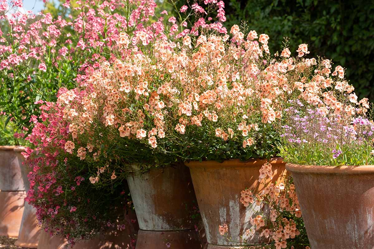 Une image horizontale en gros plan de fleurs de diascia roses et abricots poussant dans des pots en terre cuite, photographiées sous un soleil éclatant.