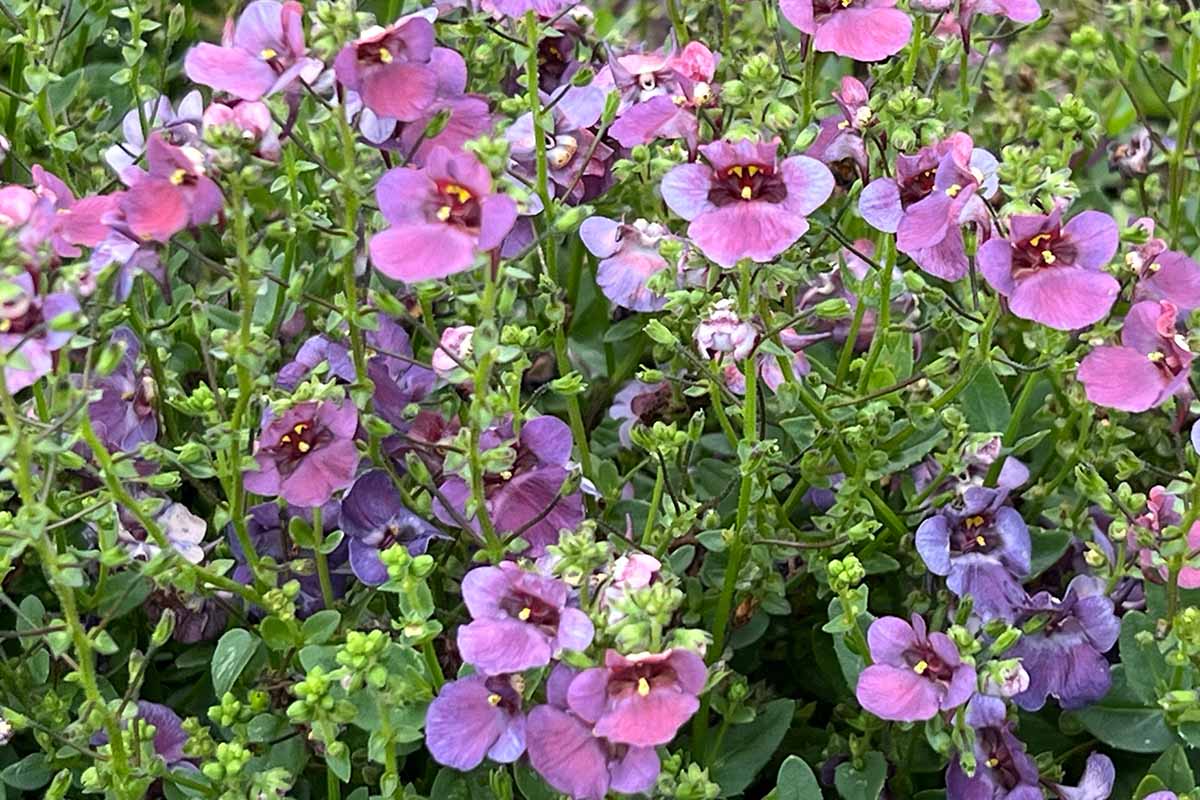 Une image horizontale en gros plan de Piccadilly Denim Blue violet clair qui pousse dans le jardin.