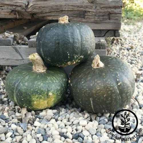 Une image carrée de trois fruits « Butter Belle » posés sur du gravier à l'extérieur. En bas à droite du cadre se trouve un logo circulaire noir avec du texte.