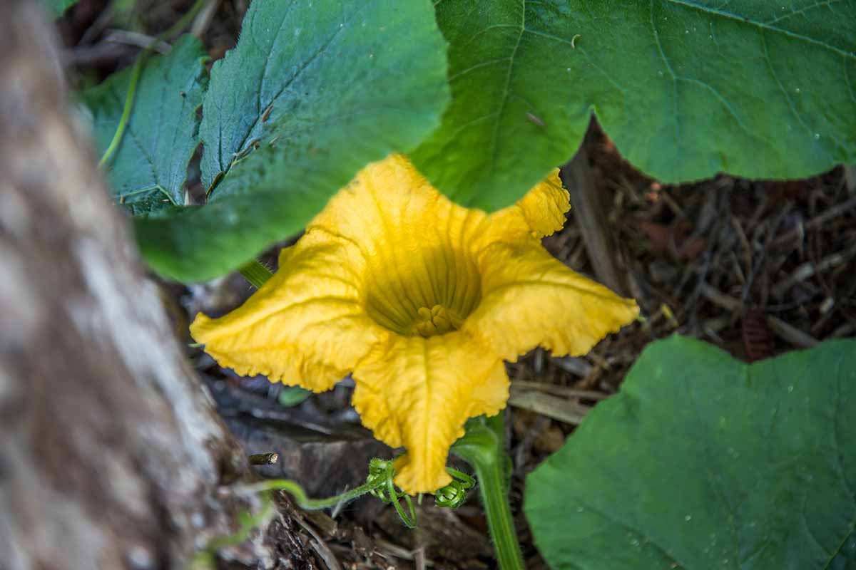 Une image horizontale en gros plan d'une fleur jaune vif parmi les vignes de courge.
