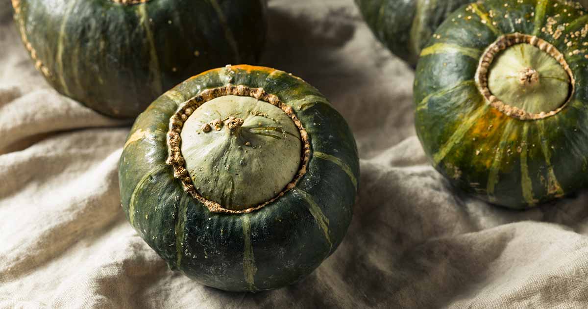 Comment planter et cultiver de la courge renoncée