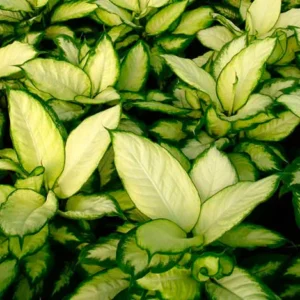 Dieffenbachia camila et la luminosité de ses feuilles