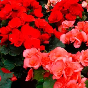 Bégonia elatior comme plante d'intérieur