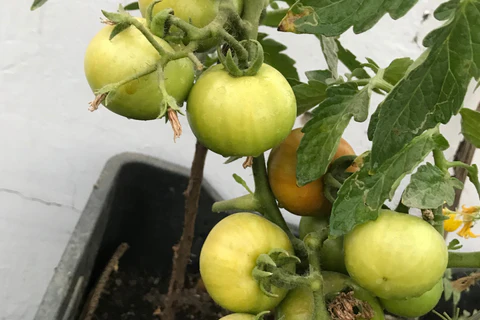 Y a-t-il de nouvelles plantes sur votre liste de souhaits ?