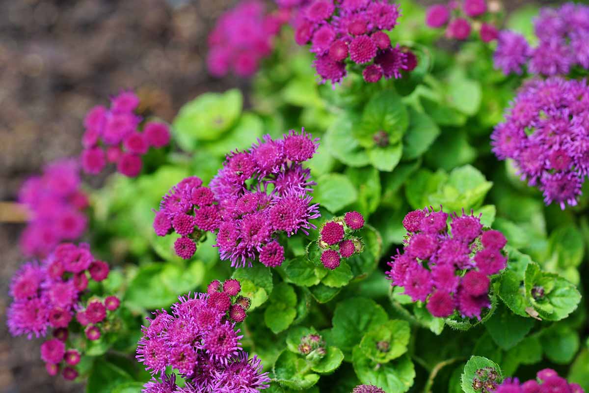Une image horizontale en gros plan de fleurs de soie rouge poussant dans le jardin, représentée sur un fond flou.