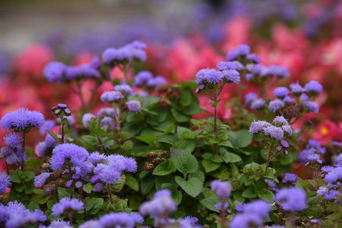 Une image horizontale en gros plan d'ageratum bleu clair en pleine floraison, représentée sur un fond flou.