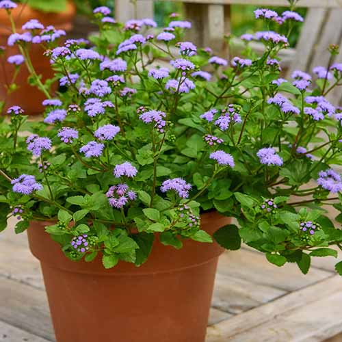 Une image carrée de fleurs d'ageratum bleu clair 'Monarch Magic' poussant dans un pot en terre cuite sur une terrasse en bois.