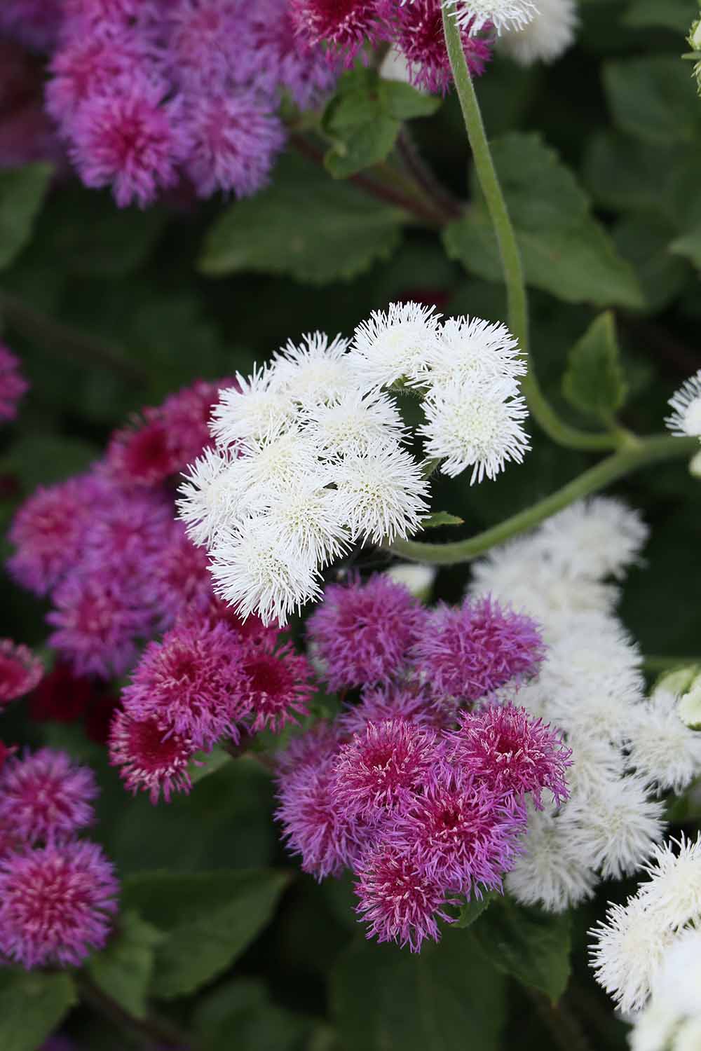 Une image verticale en gros plan de fleurs d'ageratum blanches et rouges poussant dans le jardin, représentée sur un fond flou.