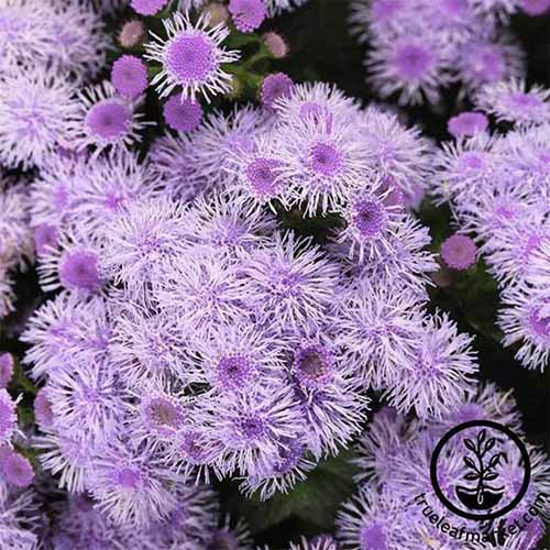 Une image carrée en gros plan d'Ageratum 'Blue Horizon' violet clair qui pousse dans le jardin. En bas à droite du cadre se trouve un logo circulaire noir avec du texte.