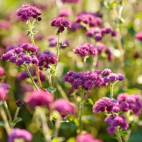 Une image carrée en gros plan de fleurs d'ageratum 'Red Flint' poussant dans le jardin, photographiées sous un soleil léger.