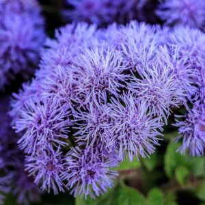 Comment cultiver et entretenir Ageratum (fleurs en soie)