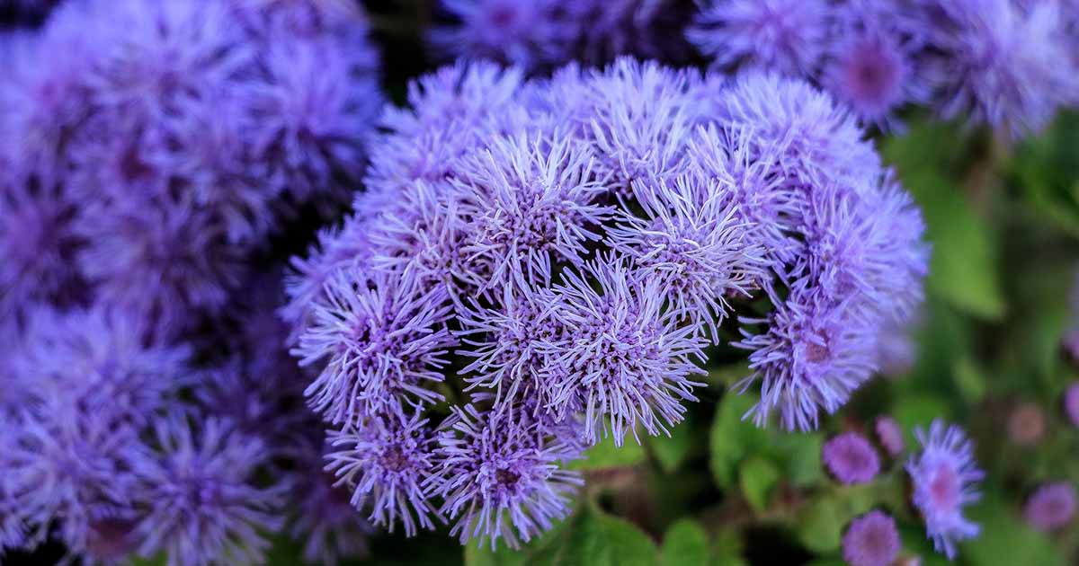 Comment cultiver et entretenir Ageratum (fleurs en soie)