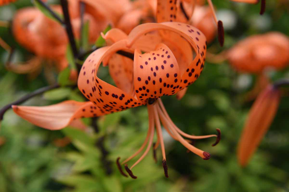 Une image horizontale en gros plan de Lilium lancifolium 'Splendens' poussant dans le jardin, représentée sur un fond flou.