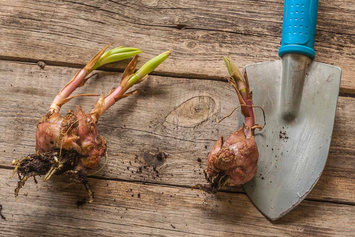 Une image horizontale en gros plan de bulbes de lys tigrés posés sur une surface en bois avec une truelle à manche bleu.