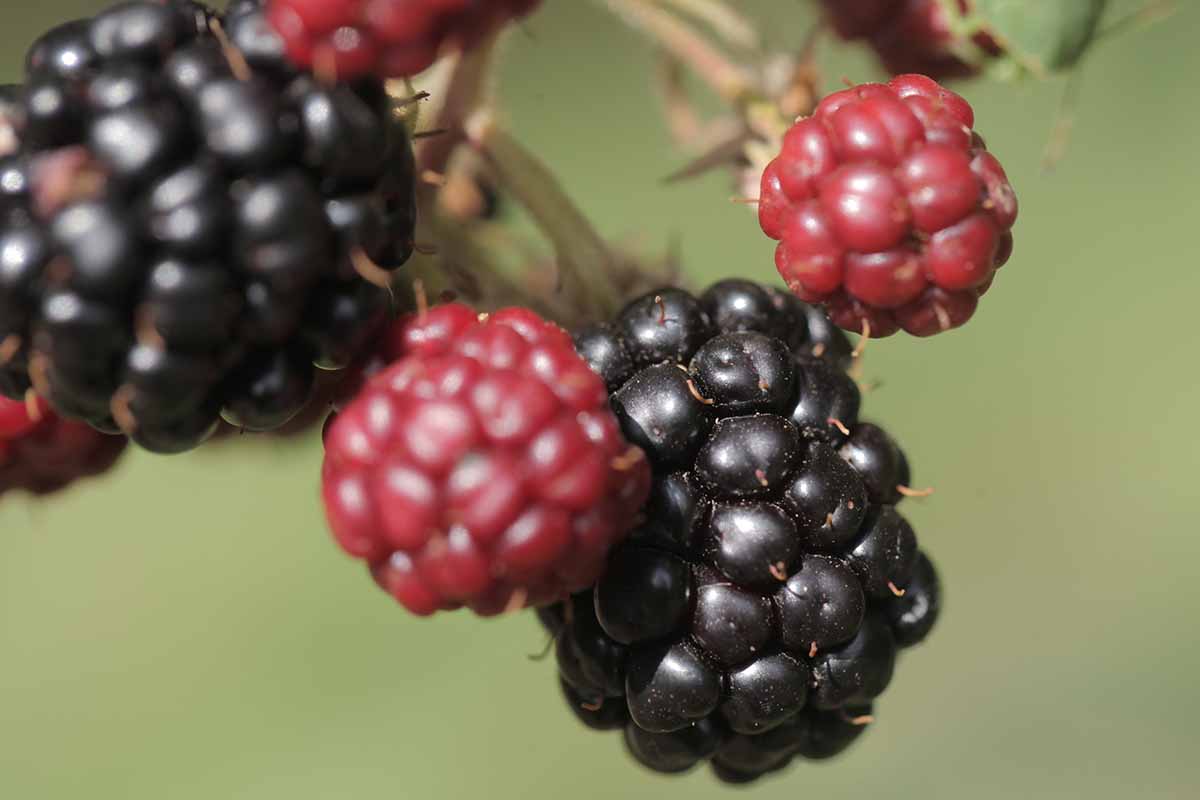 Une image horizontale en gros plan de marionnettes noires et rouges, représentée sur un fond vert à mise au point douce.