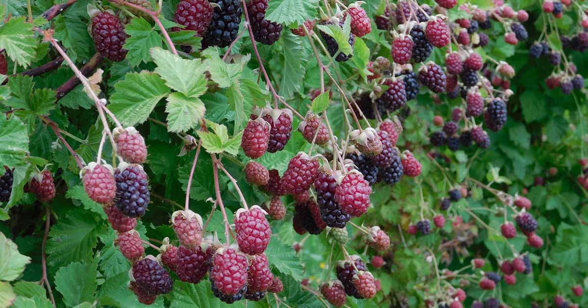 Apprenez à planter et à cultiver des marionnettes