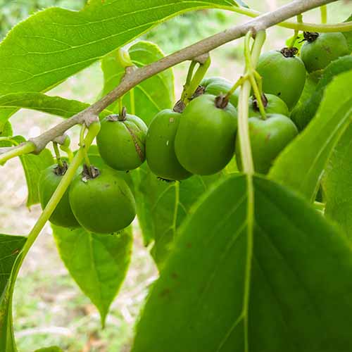 Une image carrée en gros plan de kiwis Anna hardy poussant dans le jardin.