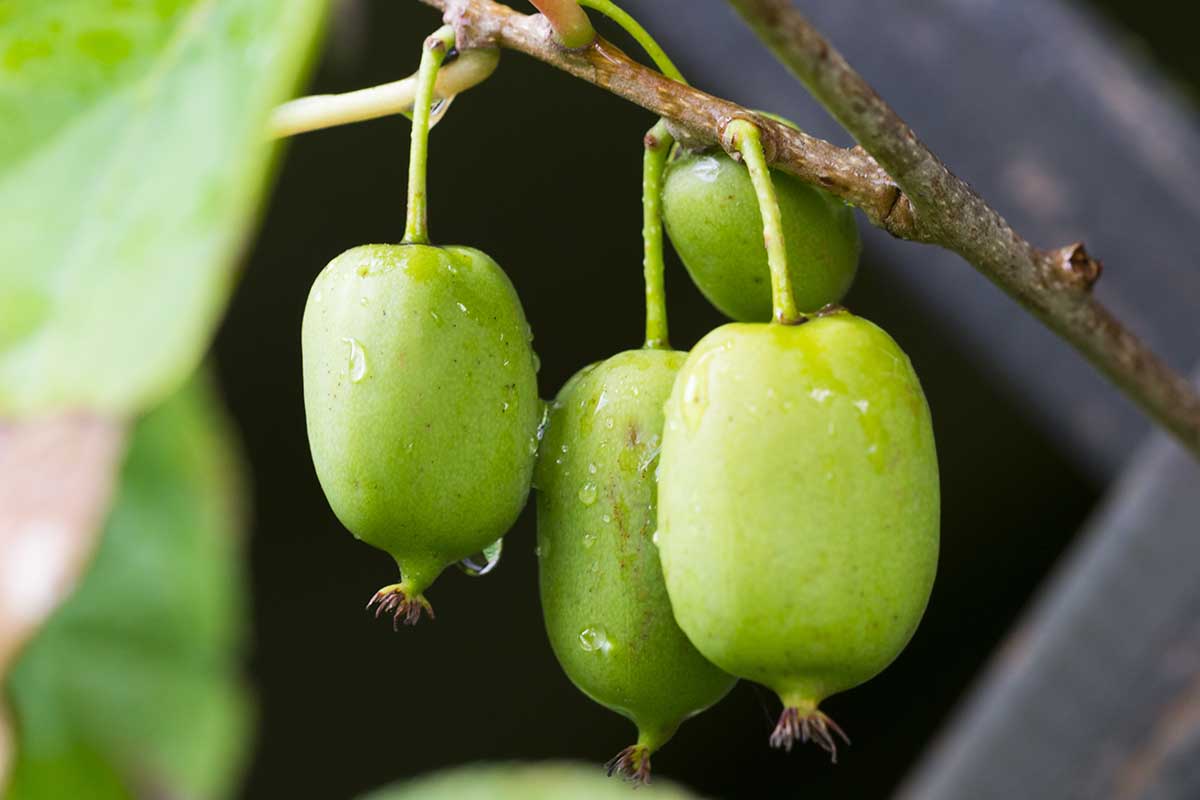 Une image horizontale en gros plan du fruit de 'Issai' poussant sur la vigne, photographiée sur un fond flou.