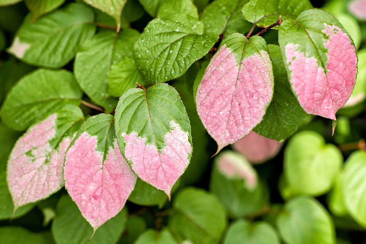Une image horizontale en gros plan de feuilles panachées roses et vertes d'une vigne de kiwi rustique.