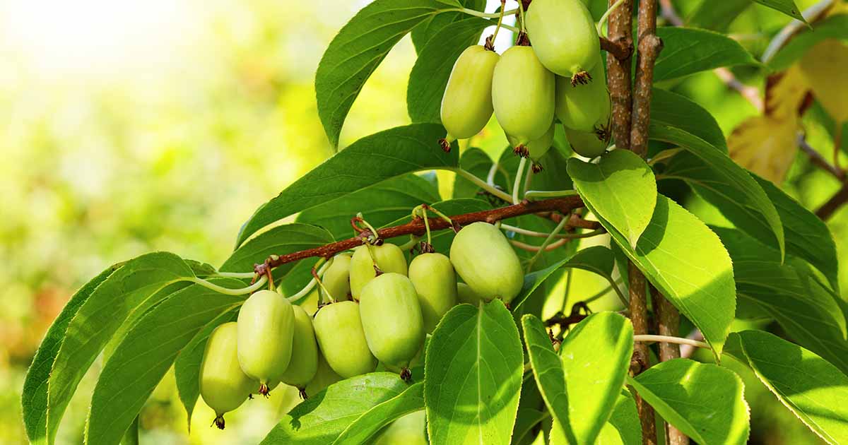 Comment cultiver et entretenir des vignes de kiwis rustiques