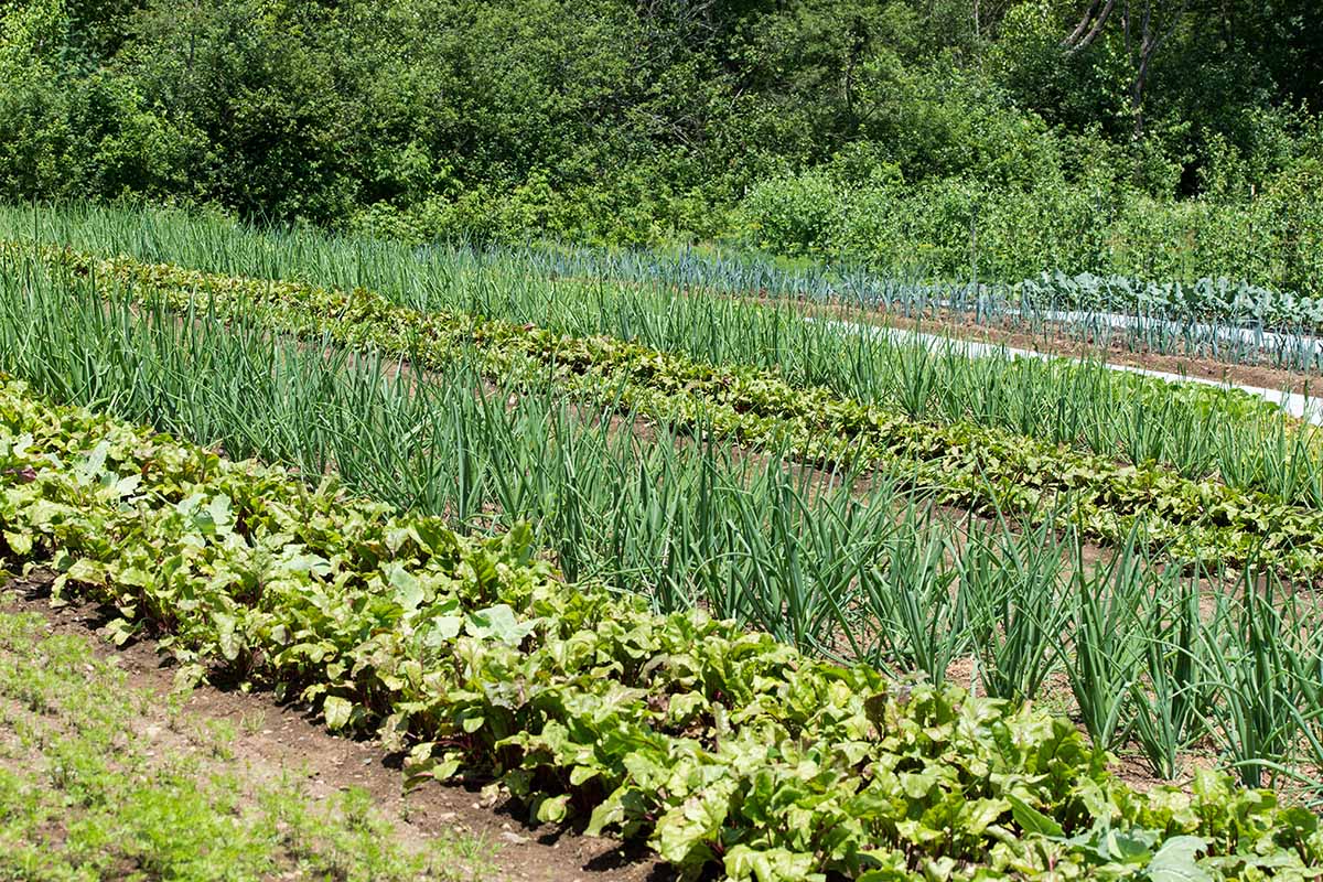 Une image horizontale d’un grand jardin de survie avec des légumes et des herbes poussant en rangées sous un soleil radieux.