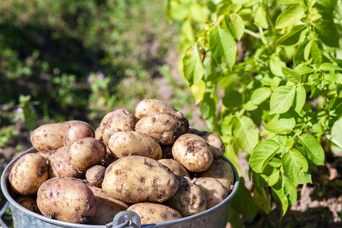 Une image horizontale en gros plan d'un seau de pommes de terre fraîchement récoltées posées sur le sol dans le jardin sous un soleil radieux.