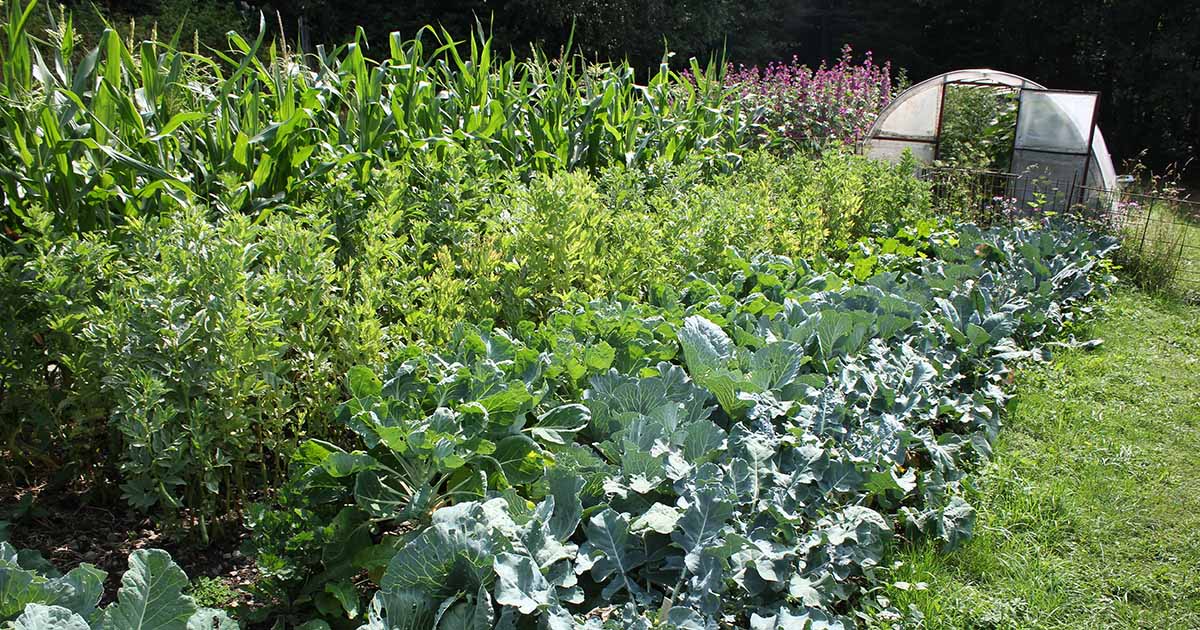 Comment planter et cultiver un jardin de survie