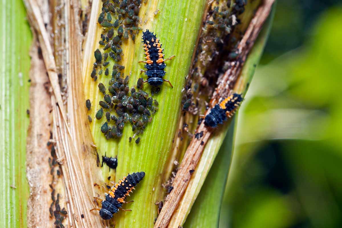 Une image horizontale en gros plan de larves de coccinelles se nourrissant de pucerons sur un plant de maïs.