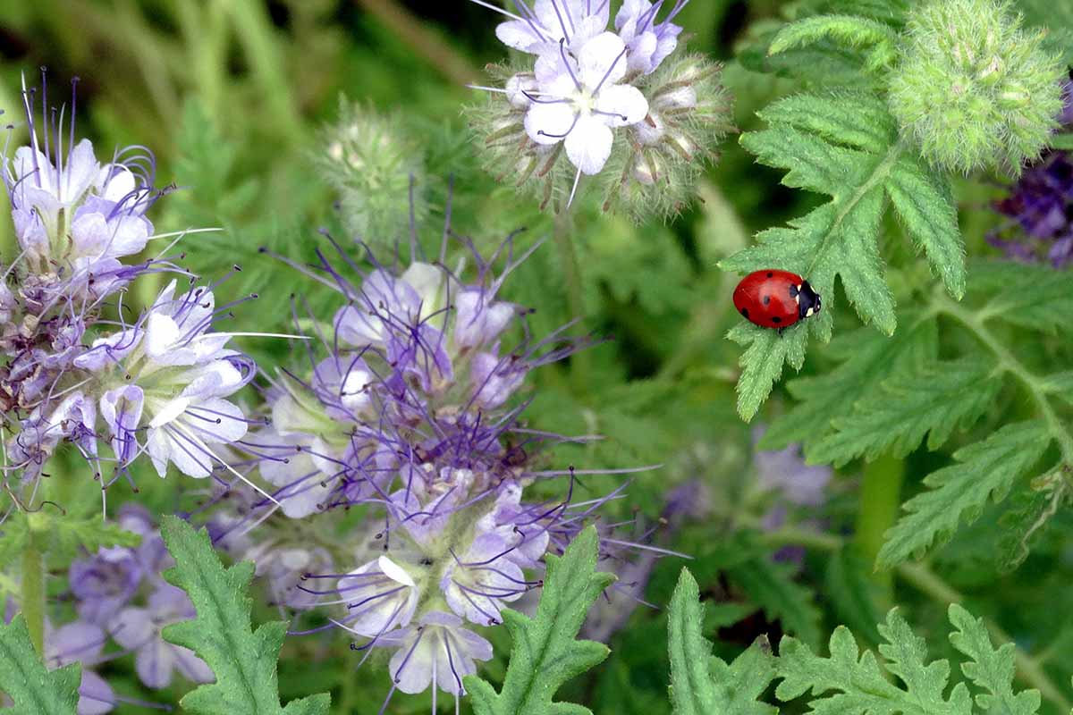 Une image horizontale en gros plan d'une coccinelle sur les fleurs de Phacelia tanacetifolia.