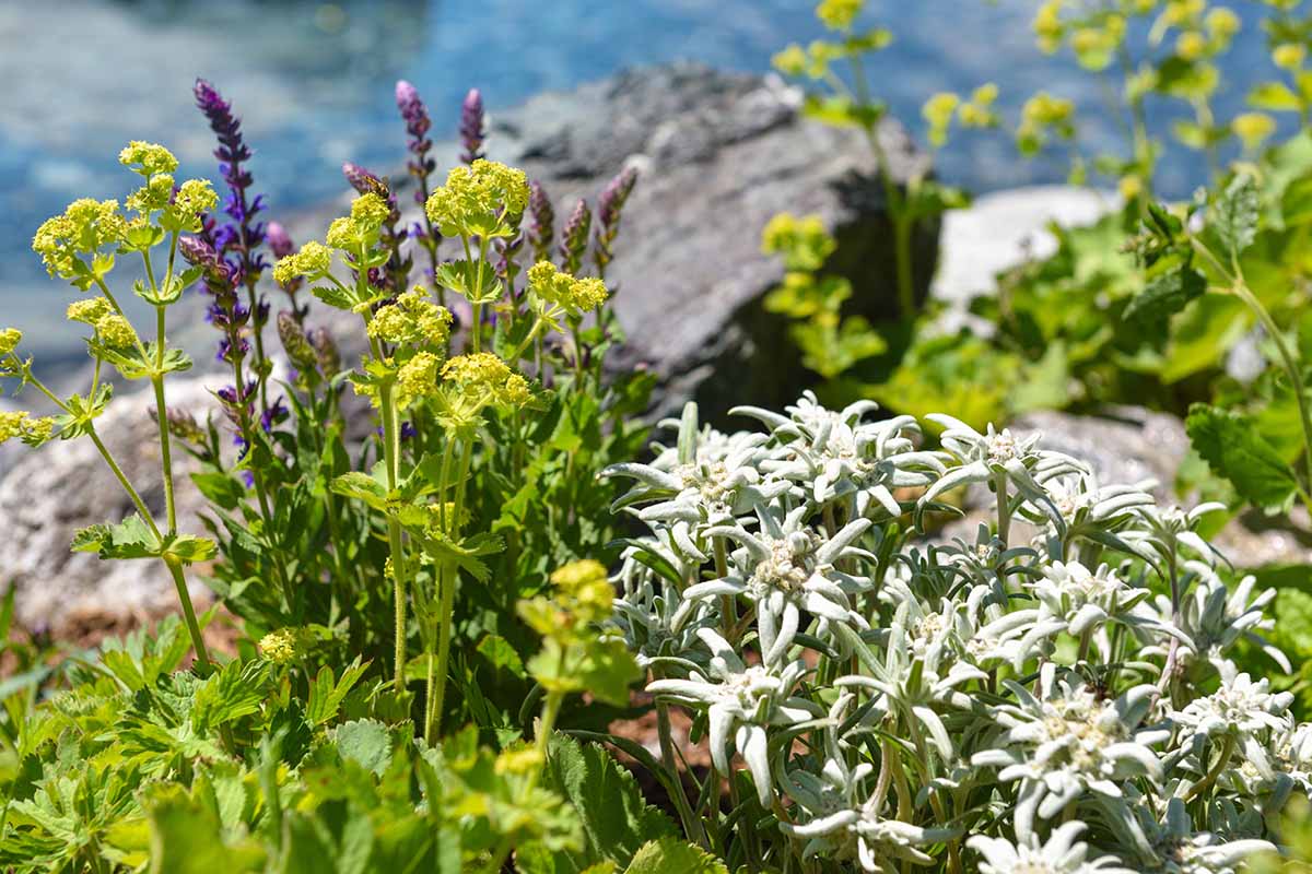 Une image horizontale en gros plan d'edelweiss (Leontopodium nivale) poussant à l'état sauvage entouré d'autres espèces alpines.