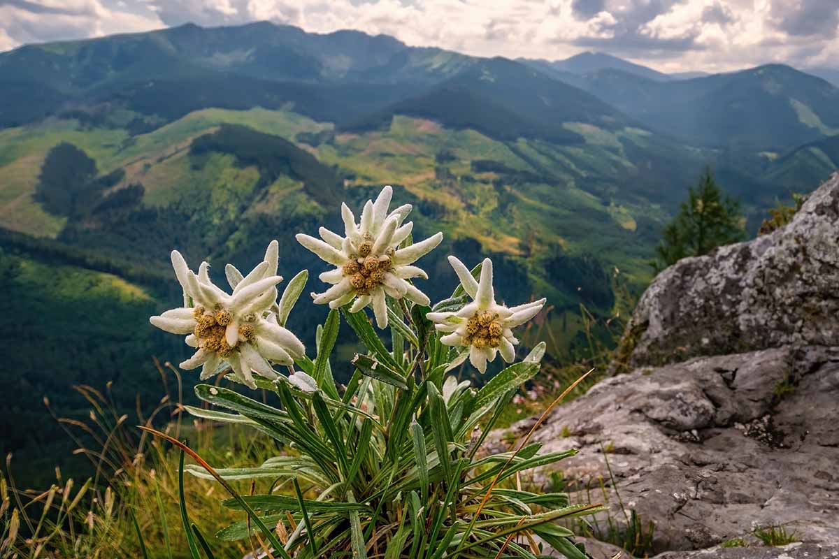 Image horizontale d'edelweiss sauvage (Leontopodium nivale) poussant dans un paysage alpin.