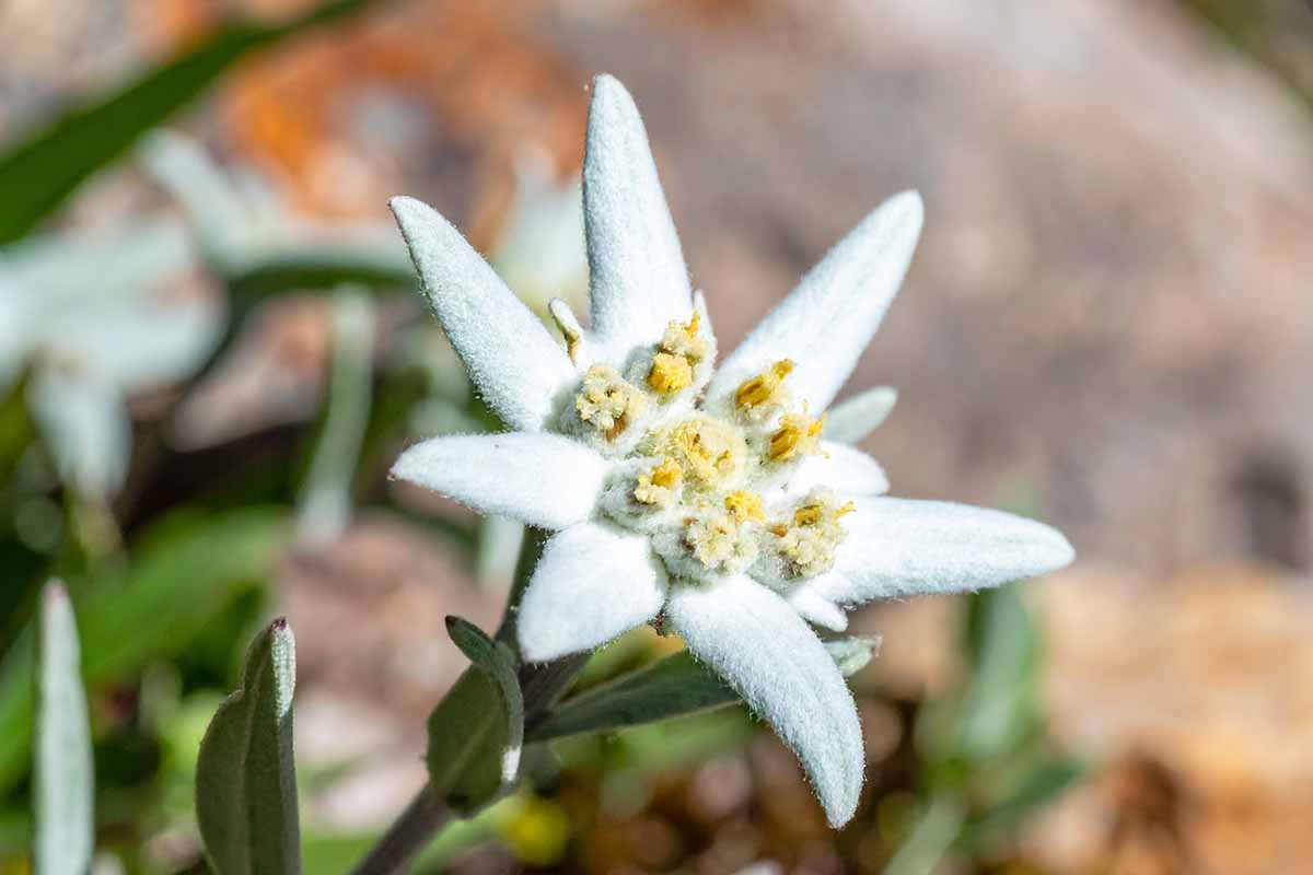 Image horizontale en gros plan d'une seule fleur d'edelweiss (Leontopodium nivale) poussant dans le jardin, représentée sur un fond flou.