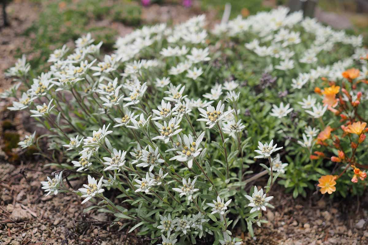 Une image horizontale en gros plan d'un bouquet de fleurs d'edelweiss poussant dans un jardin rocheux.
