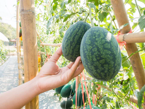 Cultiver en pleine terre ou en pot : qu'est-ce qui fonctionne le mieux ?