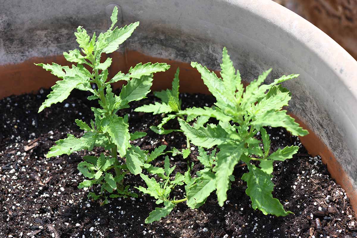 Une image horizontale en gros plan de semis d'herbes épazote poussant dans un pot en terre cuite.