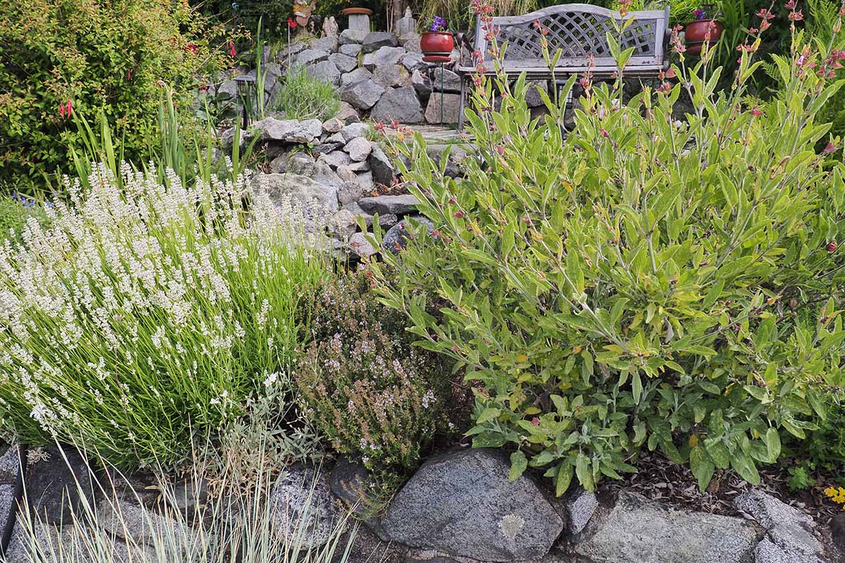 Une image horizontale en gros plan d'herbes poussant dans un jardin rocheux avec un banc en arrière-plan.