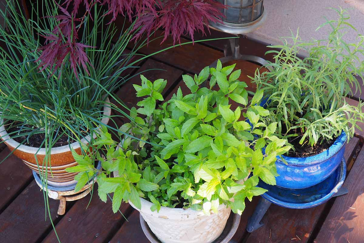 Une image horizontale en gros plan d'herbes en pot située dans un endroit ombragé sur une terrasse en bois.