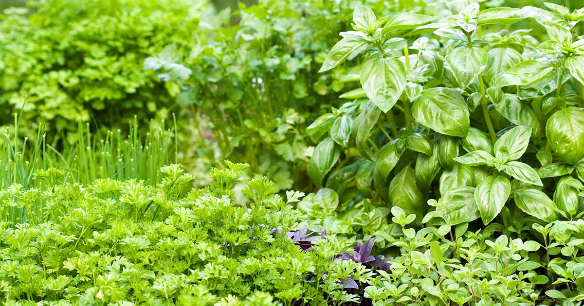 Conseils pour cultiver un jardin d’herbes comestibles abondant