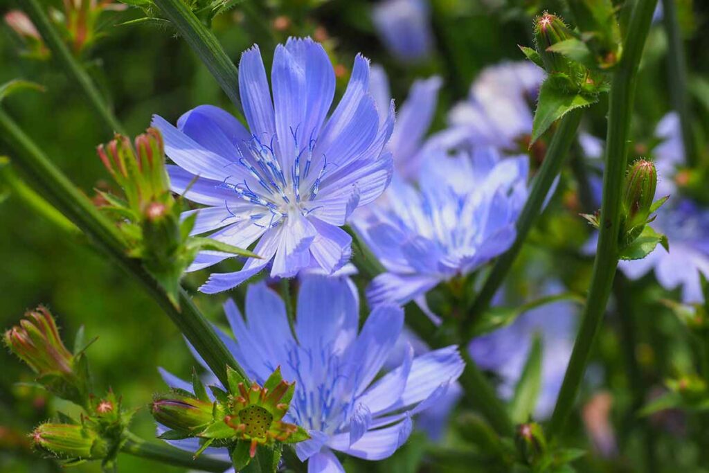 Une image horizontale en gros plan de fleurs de chicorée communes poussant dans le jardin.