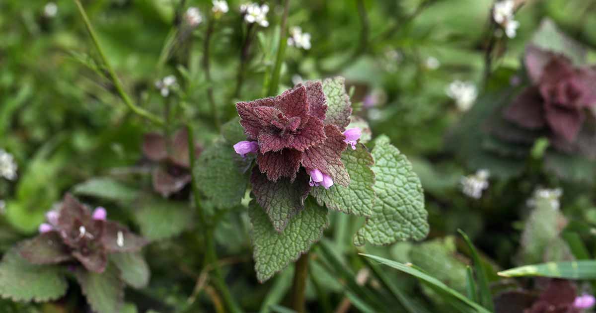 39 mauvaises herbes courantes que vous pouvez manger ou utiliser en médecine