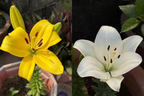 Quelles sont vos plantes préférées à cultiver dans le jardin ?
