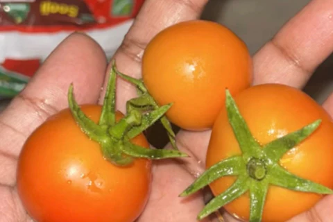 Quelles sont les plantes avec lesquelles vous n’avez pas eu autant de succès ?