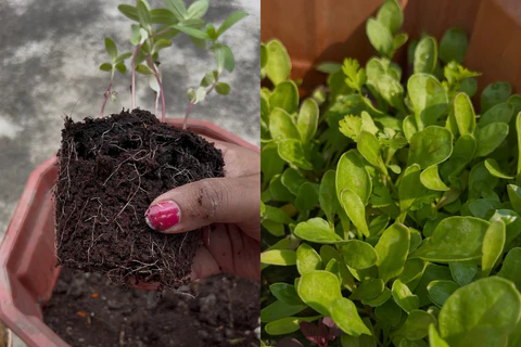 Qu’aimeriez-vous dire à nos nouveaux jardiniers ?