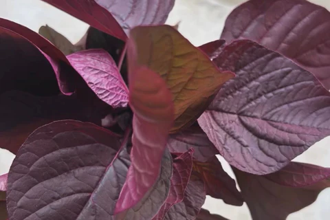 Y a-t-il de nouvelles plantes sur votre liste de souhaits ?