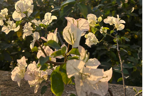 Une astuce de jardinage que vous souhaiteriez partager ?
