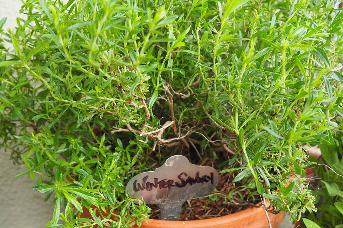 Un gros plan de sarriette d'hiver poussant dans un pot en terre cuite à l'extérieur, photographié sous un soleil éclatant.