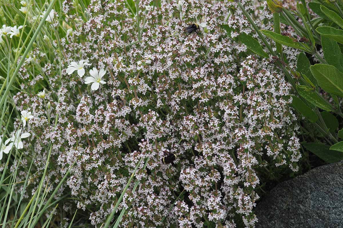 Un gros plan des délicates fleurs de thym qui poussent dans le jardin.